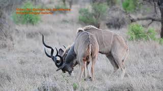 Male Kudu Antelope Fighting in Kruger National Park [upl. by Jezabella930]