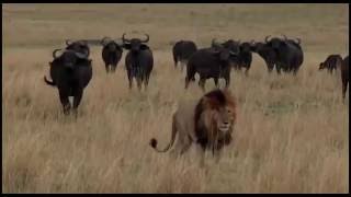 SafariLive 09 22 Beautiful sighting with Scarface male lion and buffs [upl. by Helli345]