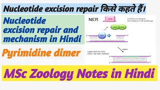 NERNucleotide excision repair notes in Hindibiology notesMsc previous zoology notes in hindi [upl. by Idnahk]