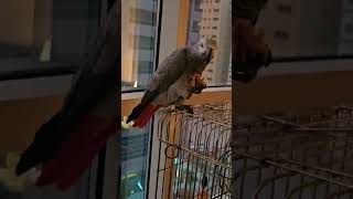 Parrots Are Taking Over YouTube Shorts Parrot Challenge [upl. by Bruns921]