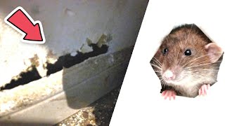 Comment les rats peuvent sinfiltrer dans vos maisons [upl. by Lleira]