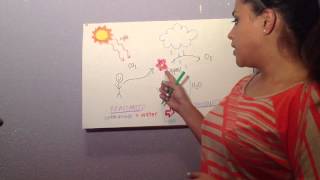 Photosynthesis 5th Grade Science Class [upl. by Dray]