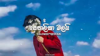 Sepalika Malai  සේපාලිකා මලයි SLOWEDREVERB 💔😫 IN BEATS MIX [upl. by Laurita]