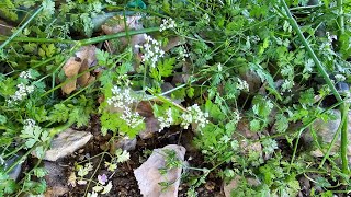 Chervil Possibly The Toughest Annual Herb I Have Grown [upl. by Anastassia209]