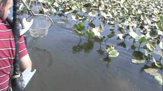 Electroshocking  Electrofishing for Potomac River Snakeheads 4 [upl. by Edlun]