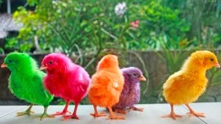 World Cute Chickens Colorful Chickens Rainbow Chickens Razi Ali Vlogs [upl. by Rambow]