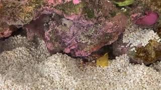 Pistol Shrimp amp Yellow Watchman Goby Pairing [upl. by Ahsyekat]