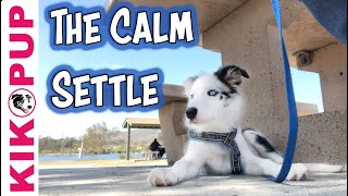 The Calm Settle  for dogs and puppies [upl. by Lux]