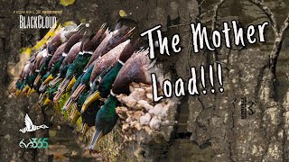 OPENING DAY ARKANSAS on PUBLIC  The Duck Mother Load  Black Cloud [upl. by Midas897]