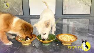 Petify TV Dogs Series 6 🐕💕 Funny Puppies Food Review Videos 🐶🍲 Dog food review channel 2024 [upl. by Sugden]