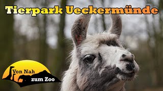 Tierpark Ueckermünde  Zurück in meine Kindheit  Von Nah zum Zoo [upl. by Dayiz]