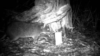 Long Footed Potoroo Potorous longipes [upl. by Morice]