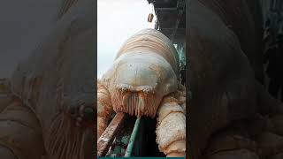 574DISCOVERY OF A MYSTERIOUS GIANT SHRIMP THE OCEAN [upl. by Adnaw]