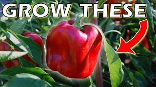 How to Grow Bell Peppers From Seed Indoors  DO THIS for SUCCESS [upl. by Cutlerr]