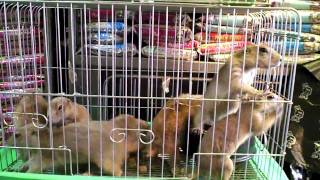 Chungyechon Pet Market in Seoul South Korea by bassexpander [upl. by Terrilyn]