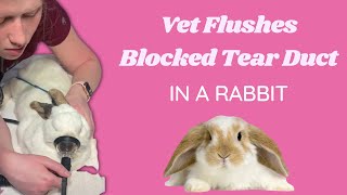 Veterinarian flushes blocked nasolacrimal tear duct in a rabbit  dacrocystitis treatment [upl. by Lyle607]