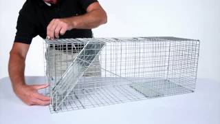 How to Set Havahart® Large 1Door Trap Model 1079 for Raccoons Cats Groundhogs and Opossums [upl. by Abdu]