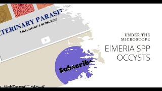 Unsporulated oocysts of Eimeria spp under microscope in a Buffalo fecal sample 40X objective [upl. by Ijuy]
