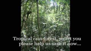 The Rain Forest Song [upl. by Tymothy452]