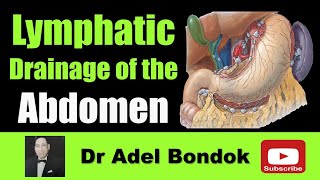 Lymphatic Drainage of the Abdomen Dr Adel Bondok [upl. by Didier21]