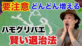 【薬が効かない】花野菜に出るハモグリバエの上手な防ぎ方 【カーメン君】【園芸】【ガーデニング】【初心者】【エカキムシ】 [upl. by Jay]