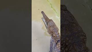 Freshwater Crocodiles‼️ shorts youtubeshorts crocodile australia florida [upl. by Ellery301]