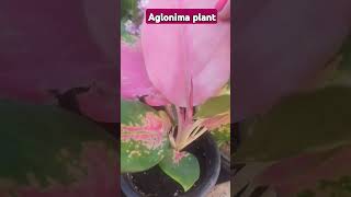 Indoor air purifierer Aglaonima plant [upl. by Etteval]