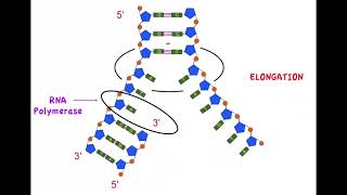 D12 Transcription [upl. by Conchita]