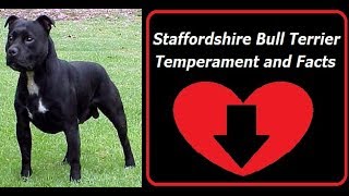 Staffordshire Bull Terrier Temperament and Facts [upl. by Eibmab700]