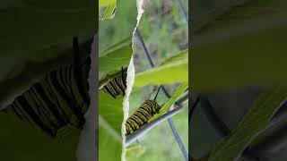 Oruga de Mariposa Monarca en Asclepias [upl. by Cornall]