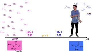 UE14 Ionisation des acides aminés [upl. by Hildagarde441]