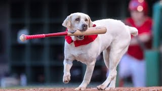 Layla The Beloved Bat Dog For The Clearwater Threshers Hangs Up Her Cleats All Four Of Them [upl. by Nwahsar843]