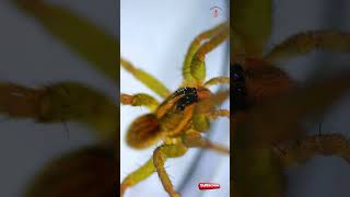 Amazing CloseUp Footage of the Wolf Spiders [upl. by Ik]