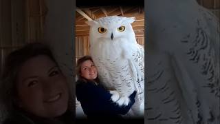 A very beautiful Giant Owl owl owlhouse owls shorts shortvideo [upl. by Nomled]