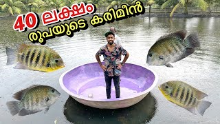 💥ഒരു അടിപൊളി “Fish Farm”  Vaikom Fish Farm visit  Fishing Freaks [upl. by Alvina503]