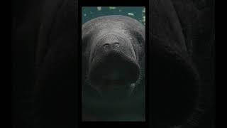 Why Manatees Are The Oceans BEST Moms [upl. by Hussar]