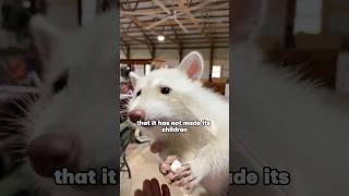 This albino raccoon is so adorable in the way he asks for food youtubeshorts animals pets cute [upl. by Ailama]