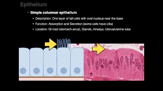 Epithelium [upl. by Kitti4]