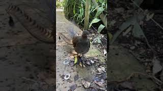 Lyrebird Australia Imitating other birds construction humans [upl. by Adamo]