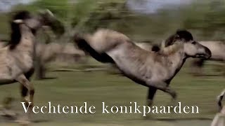 Paarden vechten in slow motion [upl. by Goddart741]