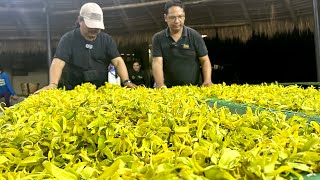 The Most Essential Fragrance Oil at SUPER MAHAL na YLANGYLANG Paano Ginagawa ng Iba Botanical [upl. by Kaufman109]