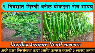 मिरची वरील बोकड्या रोग नष्ट कसा करावा  mirchi khat niyojan  mirchi varil bokadyacha naynat [upl. by Daniyal]