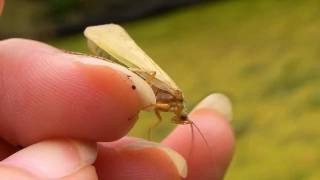 Caddisfly ComingOut Day Trichoptera [upl. by Frodine]