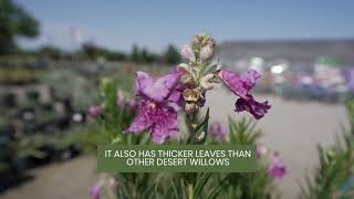 Chilopsis Desert Willow Bubba with August  Belmont Nursery Fresno CA [upl. by Bridges]