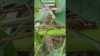 Bottle gourdLagenaria sicerariaclimbers of my terracegarden olericulturehorticulturegardening [upl. by Haughay]