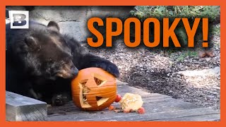 Spooky Animals Play with JackOLanterns at Cleveland Zoo [upl. by Rowney319]