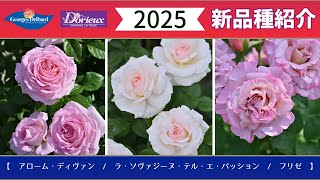 【デルバール社ドリュ社】2025年デビュー品種紹介 フレンチローズ [upl. by Elianora]