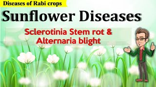 Diseases of Sunflower  Sclerotinia Stem rot and Alternaria Blight [upl. by Flanagan]