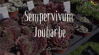 Joubarbe ou Sempervivum  conseils dexpert [upl. by Iret]