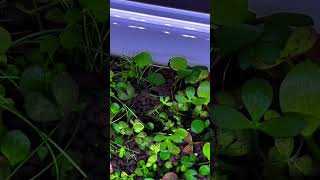 Tropical aquarium plant  Marsilea hirsuta  carpeting plants for aquascape shorts aquarium [upl. by Erdna]